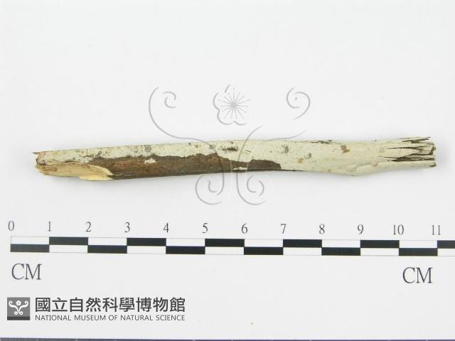 盤革菌屬藏品圖，第1張