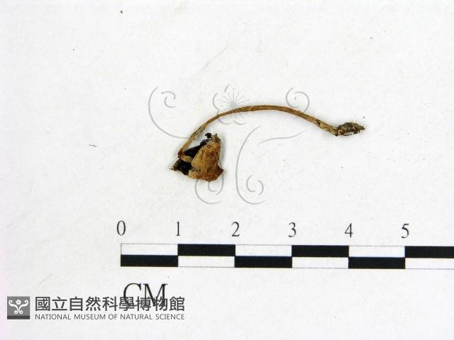 登錄號:F0021940藏品圖，第1張