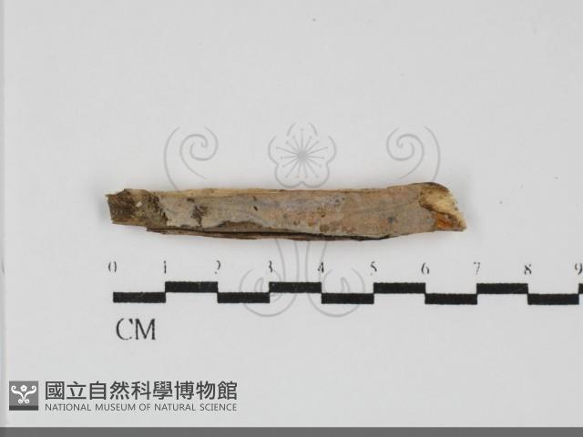 館號:F0031940藏品圖，第1張