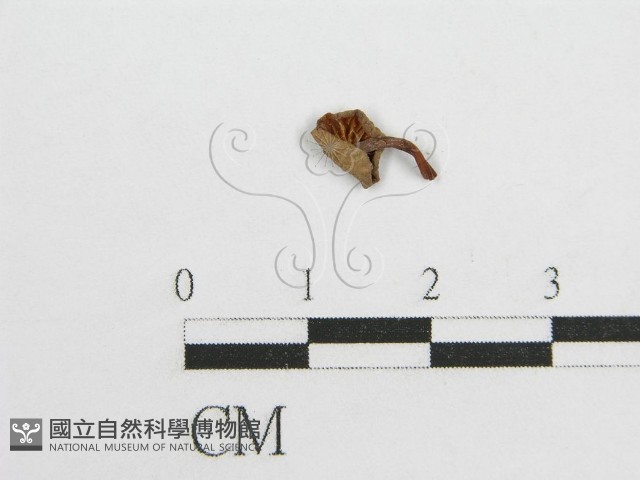 微皮傘屬藏品圖，第1張