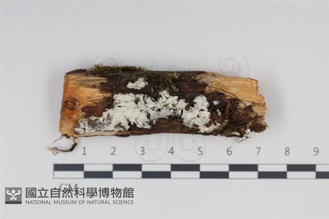 登錄號:F0034940藏品圖，第1張