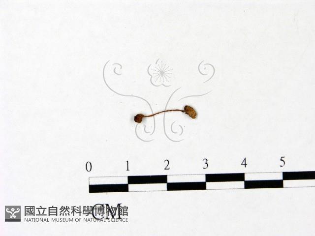 小菇屬藏品圖，第1張
