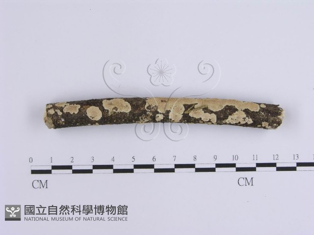 登錄號:F0002940藏品圖，第1張