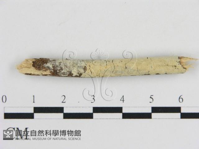 登錄號:F0007940藏品圖，第1張