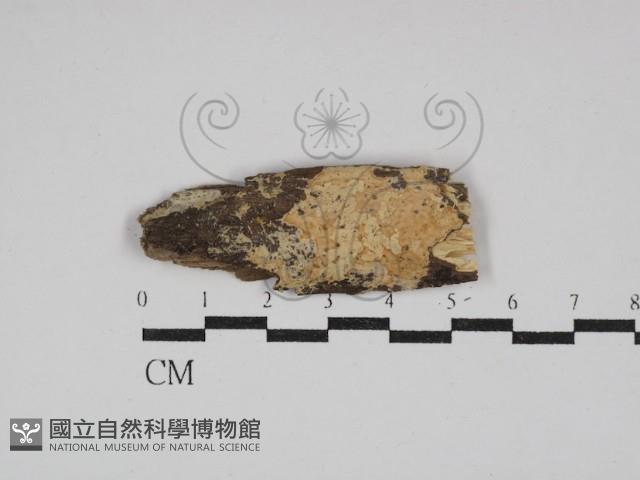 顯絲菌屬藏品圖，第1張