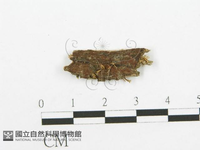 登錄號:F0009940藏品圖，第1張