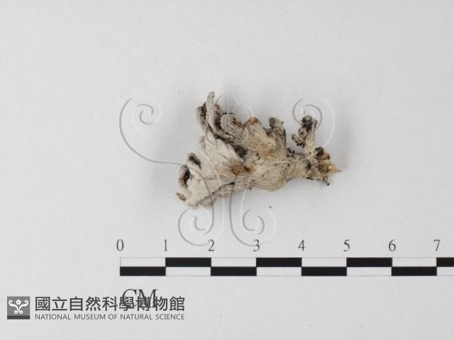 裂褶菌藏品圖，第1張