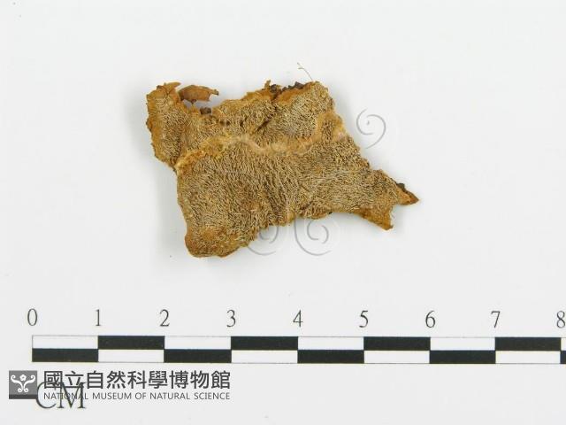 登錄號:F0013940藏品圖，第1張