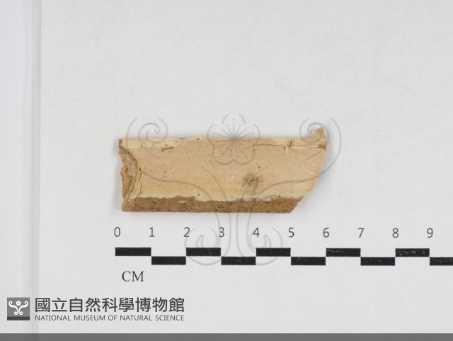 卵孢木齒菌藏品圖，第1張
