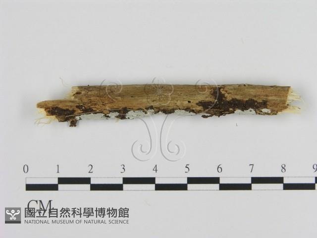 登錄號:F0008640藏品圖，第1張