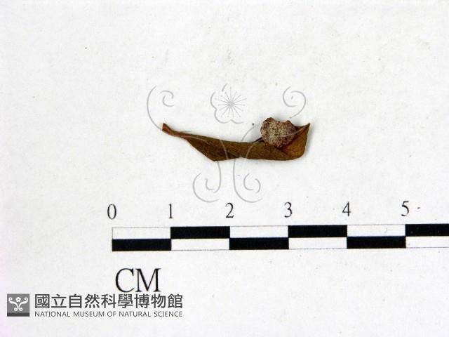 登錄號:F0020640藏品圖，第1張
