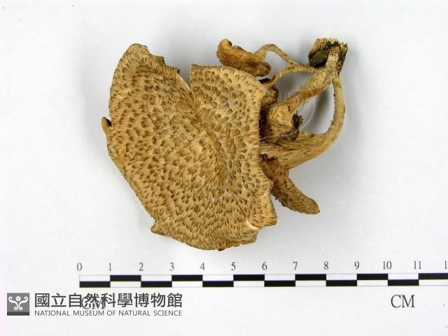 登錄號:F0000640藏品圖，第1張