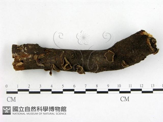 毛木耳藏品圖，第1張