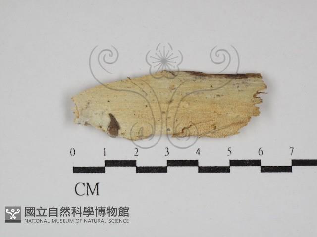 擬筍殼菌屬藏品圖，第1張