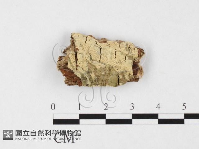 絲齒菌屬藏品圖，第1張