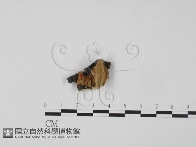 登錄號:F0006640藏品圖，第1張