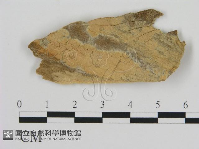 登錄號:F0016640藏品圖，第1張