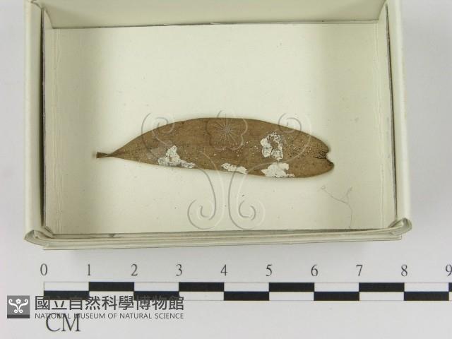 登錄號:F0021640藏品圖，第1張