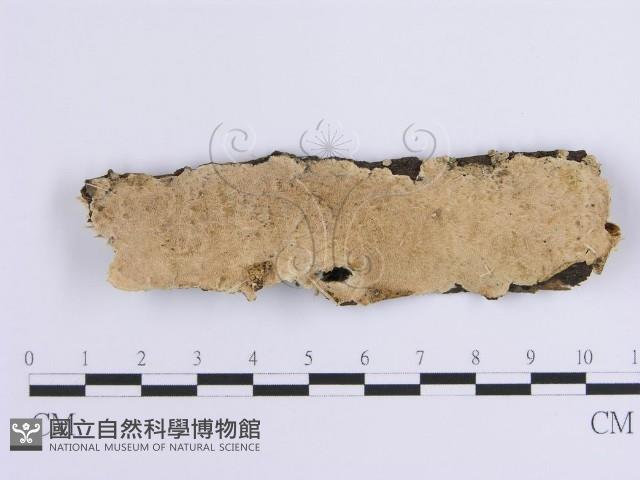 登錄號:F0001640藏品圖，第1張