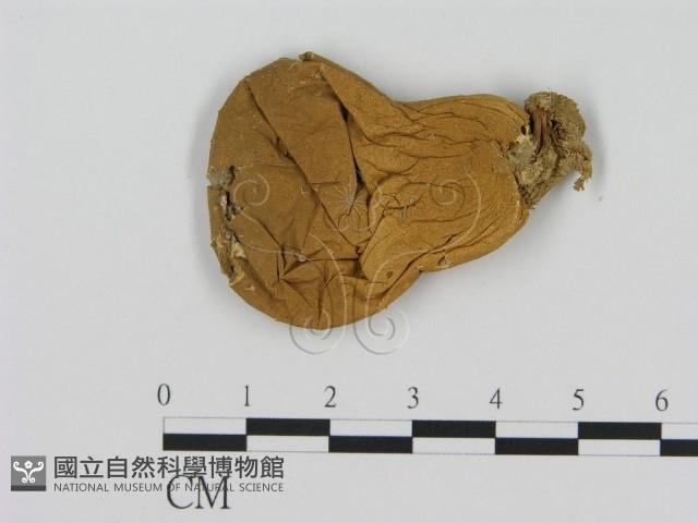 登錄號:F0011640藏品圖，第1張