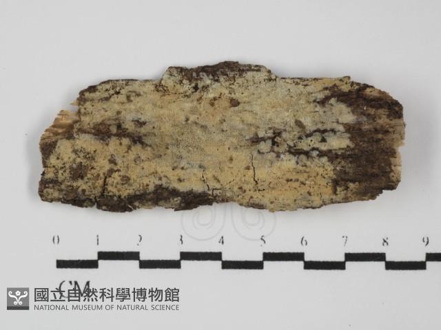 登錄號:F0031640藏品圖，第1張