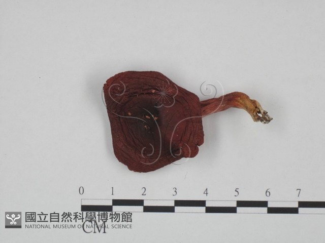 登錄號:F0024640藏品圖，第1張
