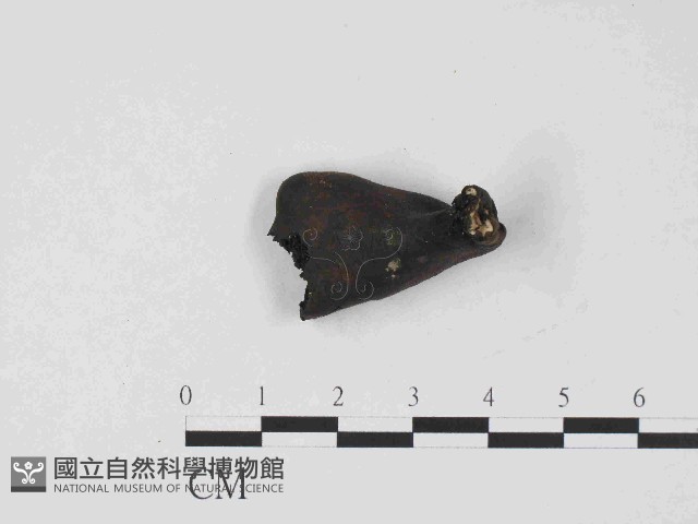 登錄號:F0014640藏品圖，第1張