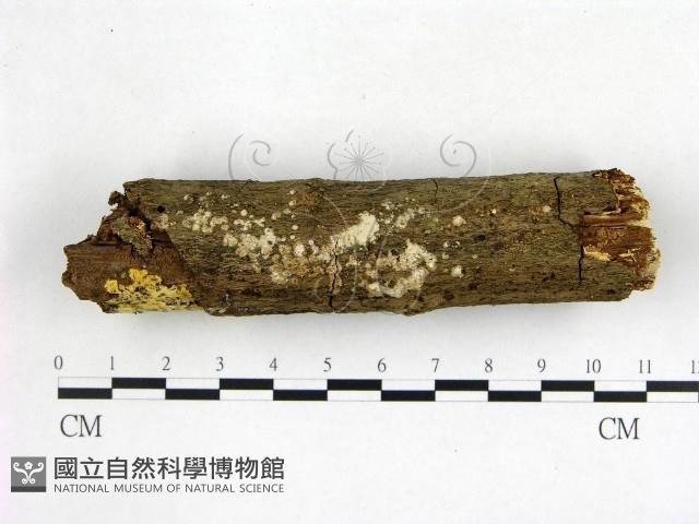 刺皮菌屬藏品圖，第1張