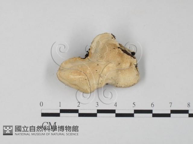 栓菌屬藏品圖，第1張
