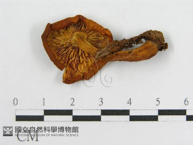 登錄號:F0005640藏品圖，第1張