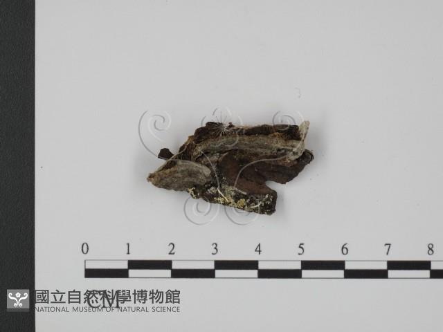 登錄號:F0009640藏品圖，第1張