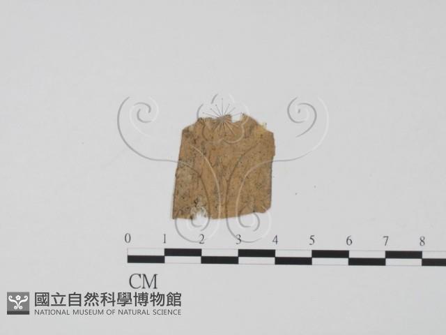 登錄號:F0019640藏品圖，第1張