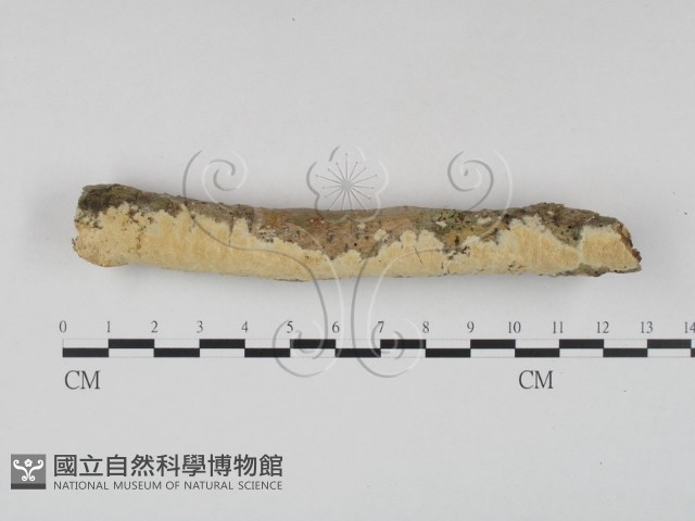 登錄號:F0023640藏品圖，第1張