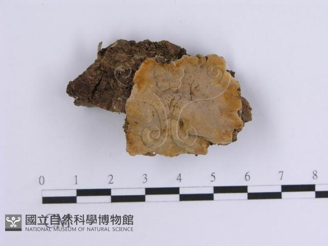 韌革菌屬藏品圖，第1張