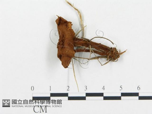 登錄號:F0013640藏品圖，第1張
