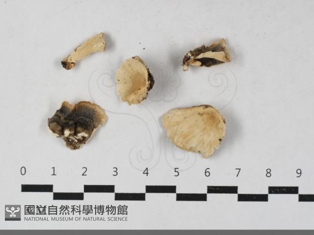 絲齒菌屬藏品圖，第1張