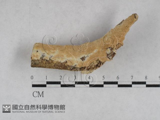 登錄號:F0028440藏品圖，第1張