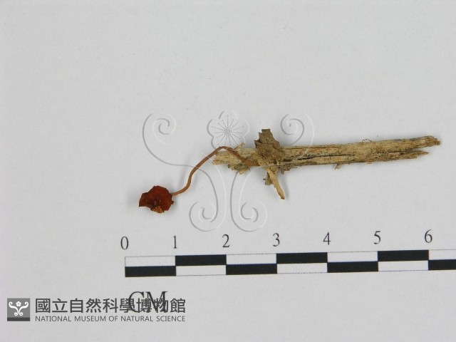 登錄號:F0008440藏品圖，第1張