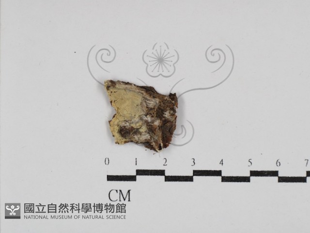登錄號:F0030440藏品圖，第1張