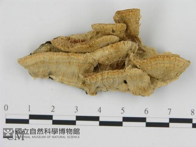 登錄號:F0006440藏品圖，第1張