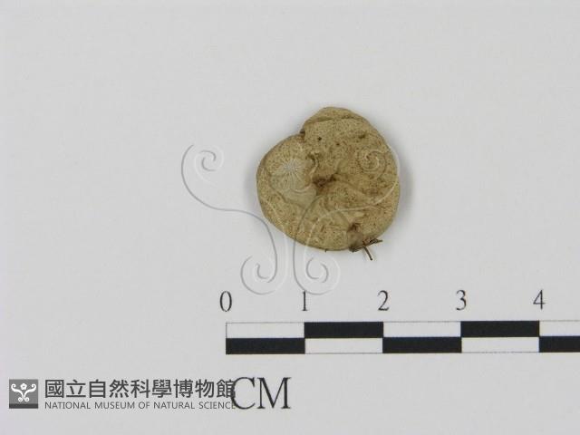 登錄號:F0016440藏品圖，第1張