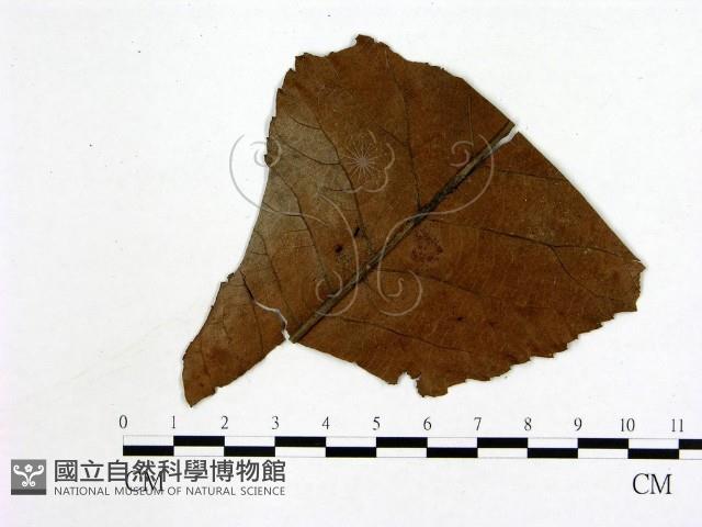 登錄號:F0011440藏品圖，第1張