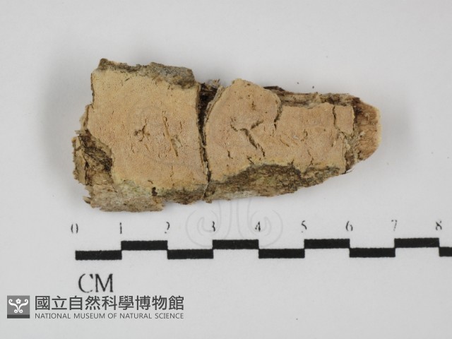 登錄號:F0031440藏品圖，第1張