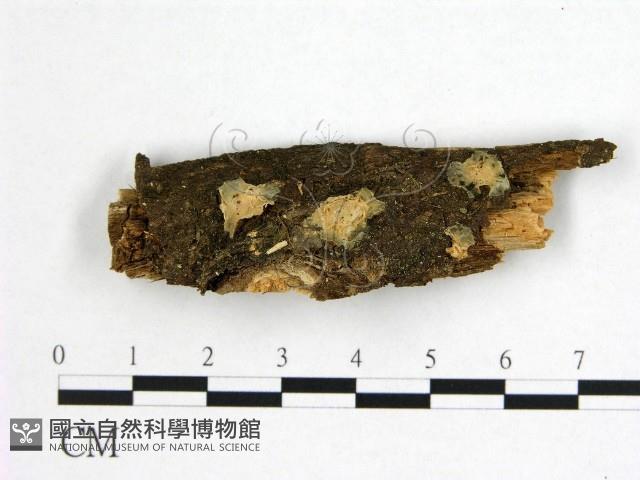 花耳屬藏品圖，第1張