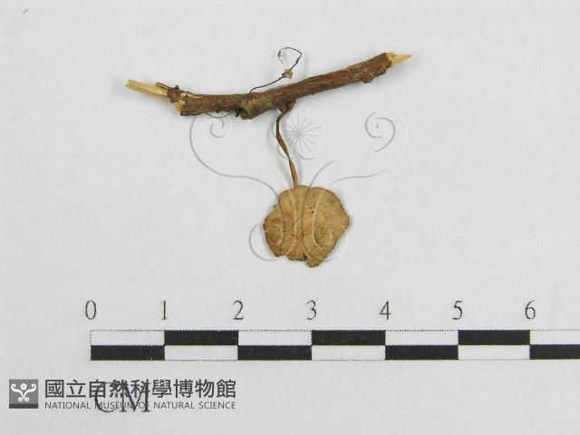 微皮傘屬藏品圖，第1張