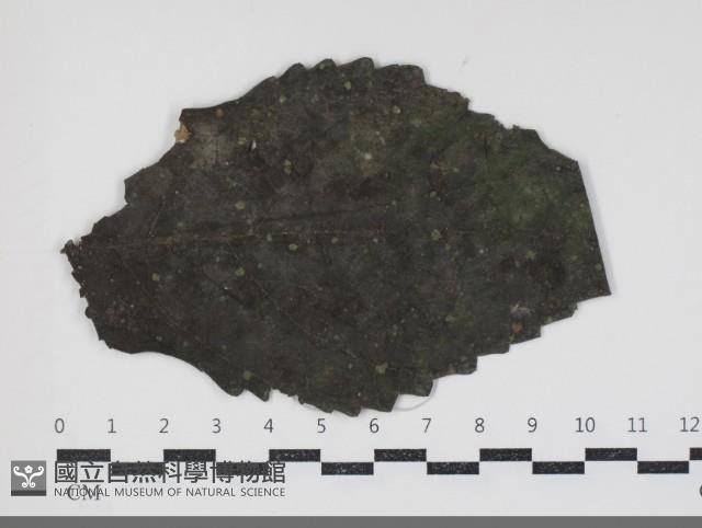 登錄號:F0034440藏品圖，第1張