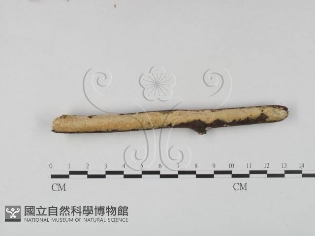 登錄號:F0022440藏品圖，第1張