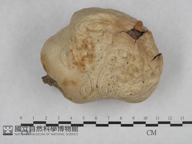 頭狀禿馬勃藏品圖，第1張