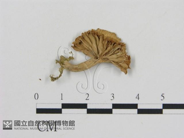 登錄號:F0007440藏品圖，第1張