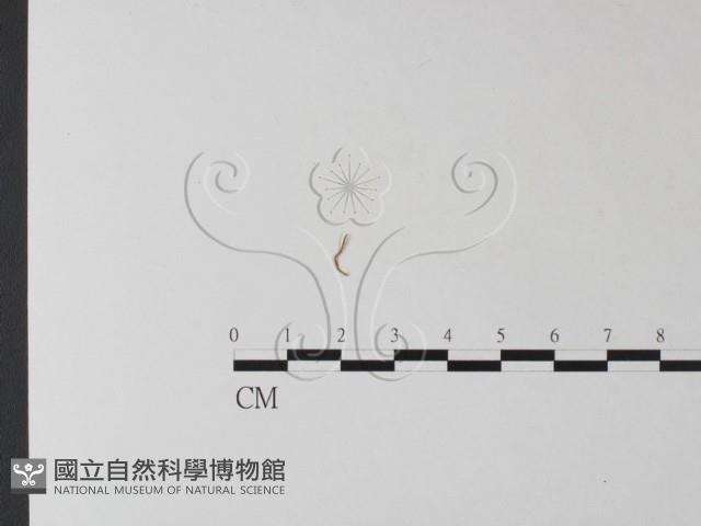 登錄號:F0025440藏品圖，第1張